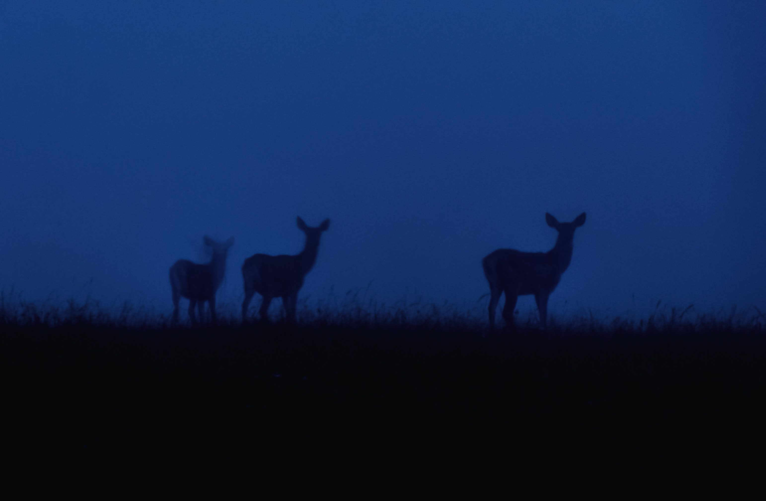 Wildlife
